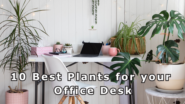 10 Best Plants for your Office Desk