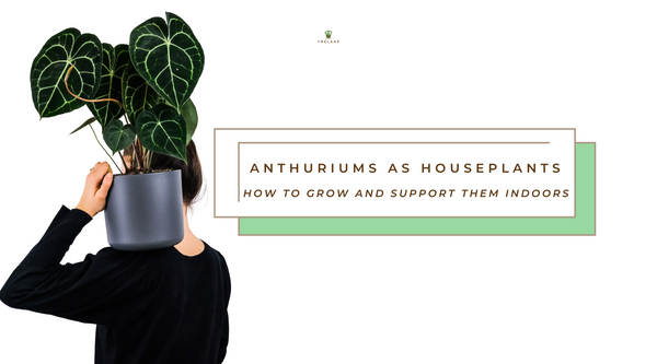 Anthuriums as houseplants: How to grow and support them indoors
