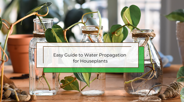 How To Water Propagate Indoor Plants