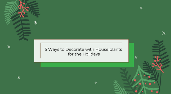 5 ways to decorate with house plants for holidays