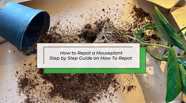 How to Repot a Houseplant: A Step-by-Step Guide on How to Plant a Houseplant