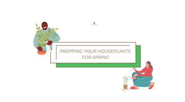 prepping your houseplants for spring