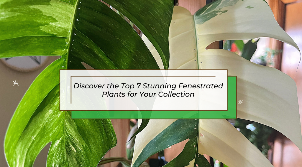 happy life plant Epipremnum 'Happy Leaf' | Plants