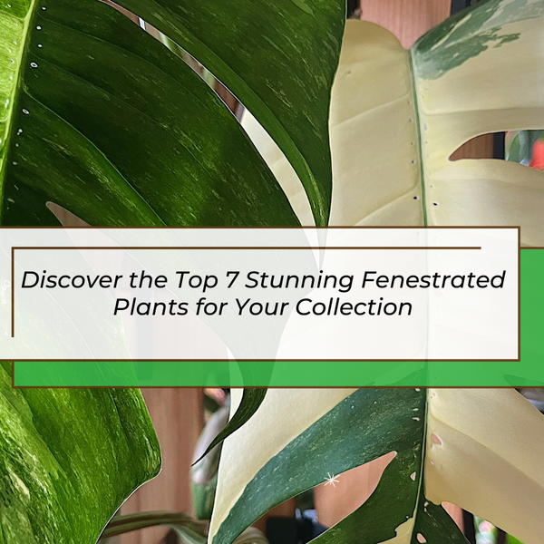 Discover the Top 7 Stunning Fenestrated Plants for Your Collection
