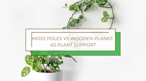 Moss Poles vs Wooden Planks as Plant Supports