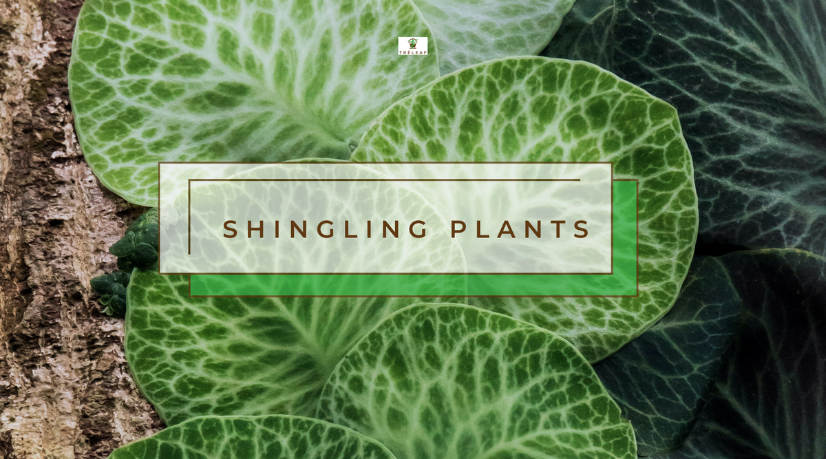 shingling plant leaves climbing up a cork board