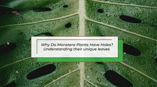 Close up shot of a mature monstera leaf with holes