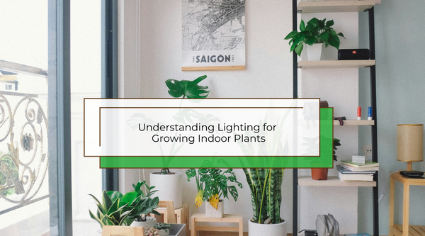 Understanding lighting for growing plants indoors