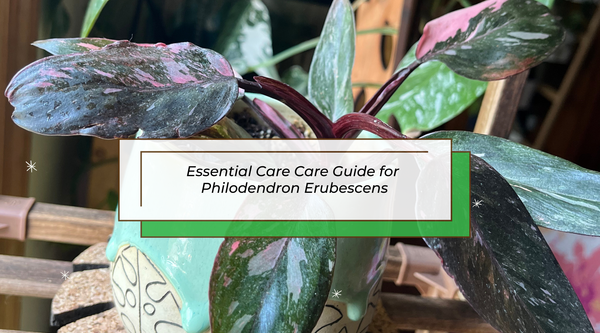 Philodendron Pink Princess in a ceramic planter