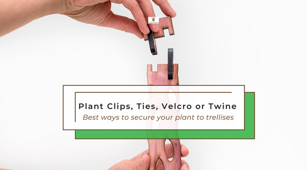 Plant Clips, Ties, Velcro or Twine | Best ways to secure your plant to trellises