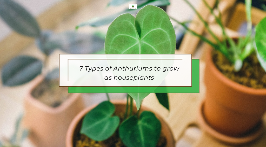 7 Types of Anthuriums to Grow as Houseplants