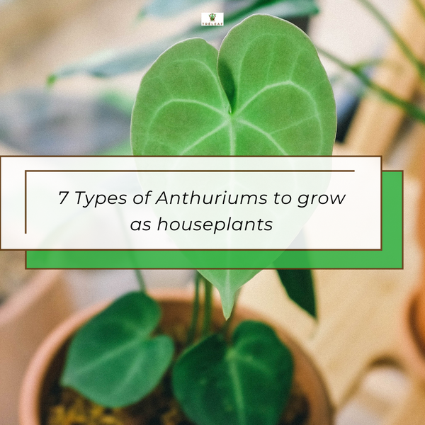 7 Types of Anthuriums to Grow as Houseplants