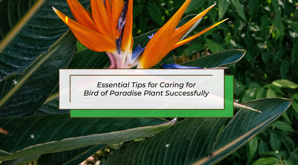 Essential Tips for Caring for Bird of Paradise Plant Successfully