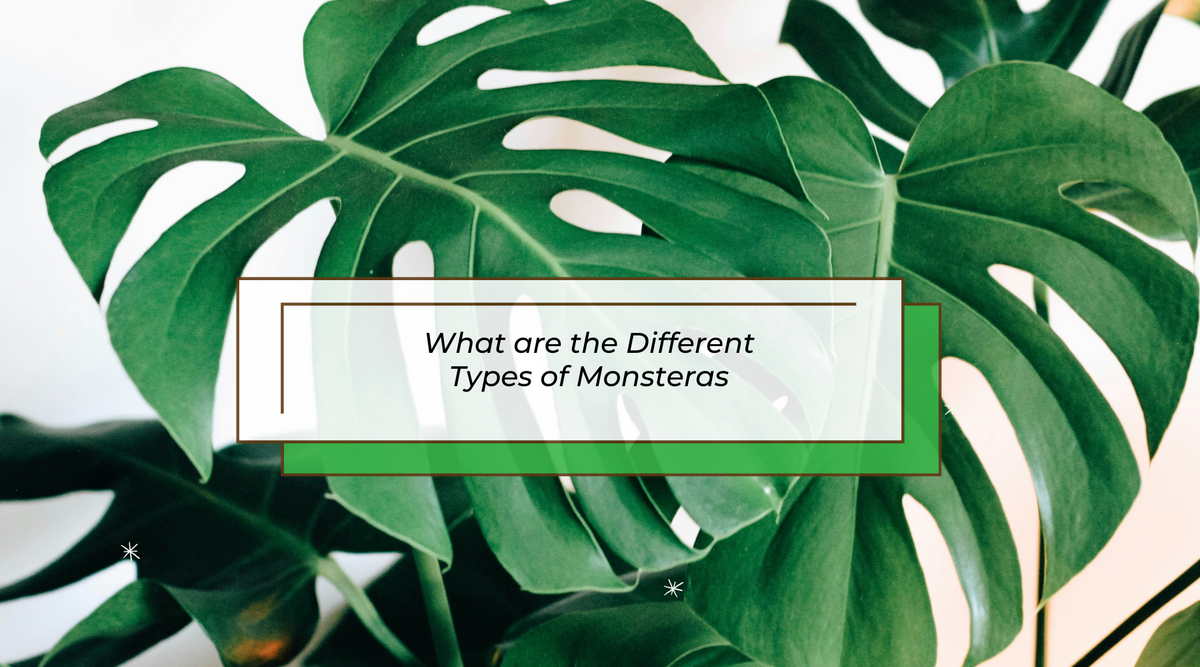 A picture of two monstera leaves with splits and fenestrations