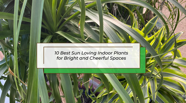 10 Best Sun Loving Indoor Plants for Bright and Cheerful Spaces