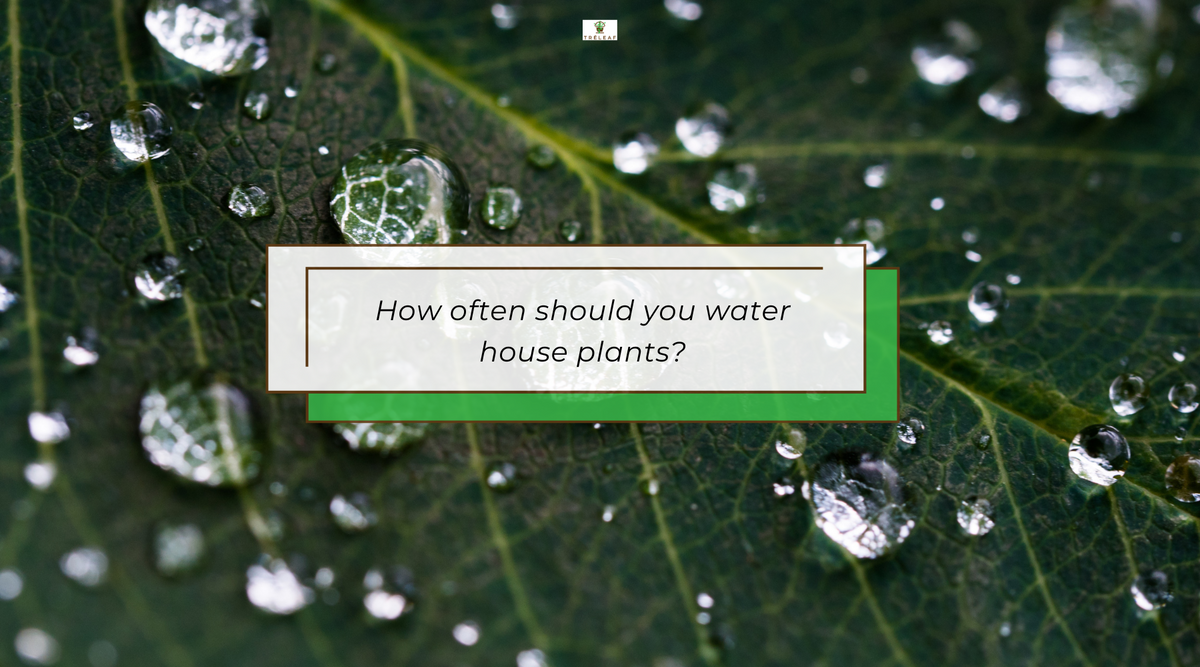 Plant leaf with water droplets on it