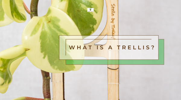 What is a trellis?