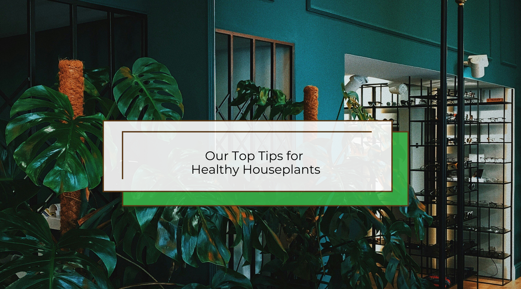 Blog_header_6_0c5d80f0-a665-4a94-a399-f9bc04da33b7.png?v=1711785095