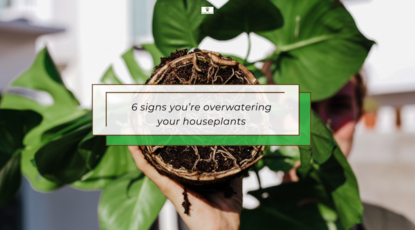 6 signs of an overwatered house plant