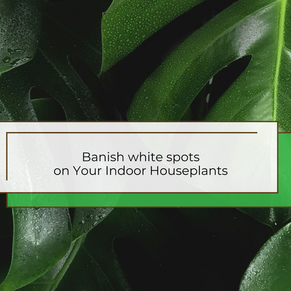 philodendron florida beauty Philodendron Florida Beauty Variegated | Philo Florida Beauty in 4.5” Pot |  Rare Indoor Plants for Delivery | Houseplant for sale
