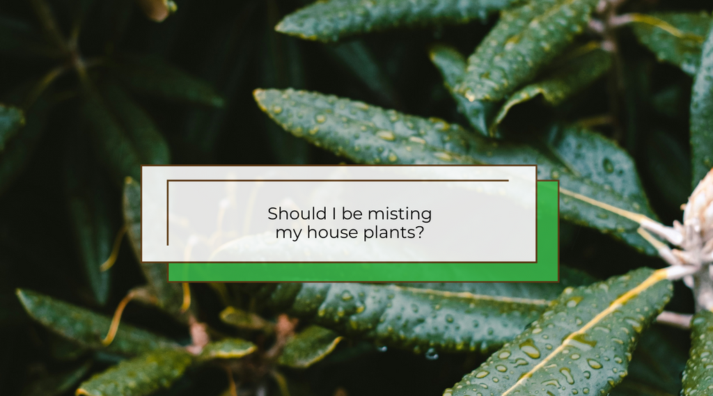 Should I be misting houseplants?