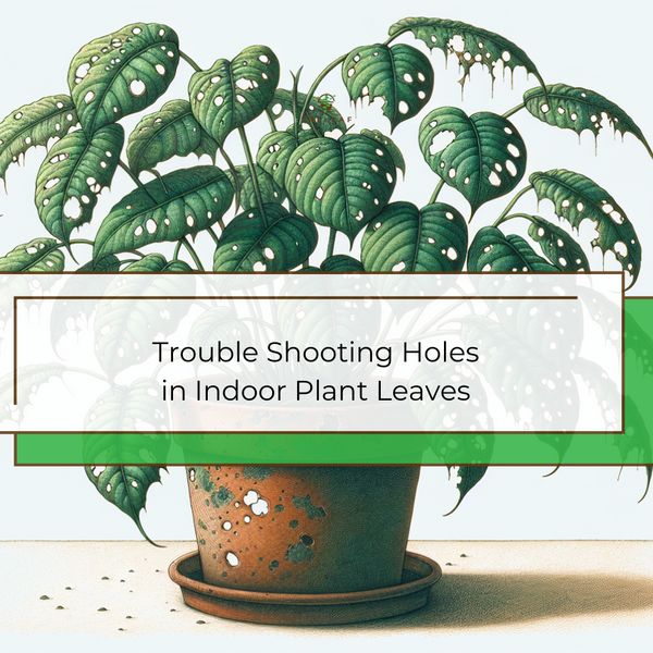 Troubleshooting Holes in Plant Leaves Indoor: Proven Solutions for Healthy  Foliage