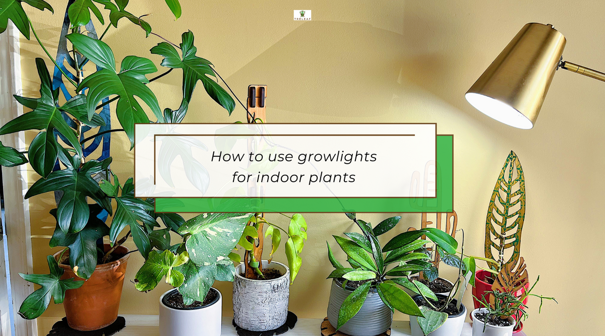 A group of plants on Treleaf trellises under a grow light