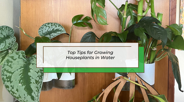 Houseplant cuttings growing in water in Klara propagation station by Treleaf