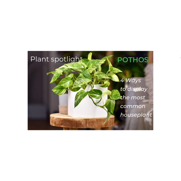 Plant spotlight - Pothos - 4 Ways to display the most common houseplant