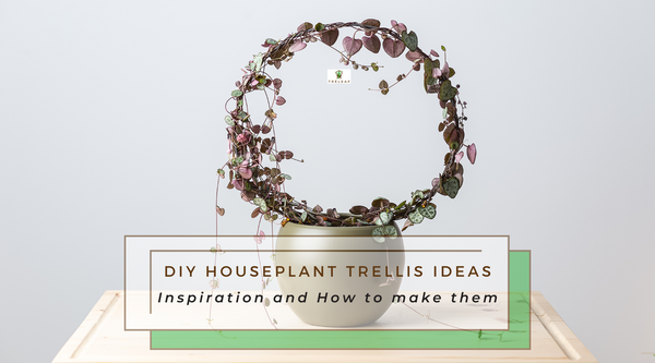 DIY Houseplant Trellis Ideas - Inspiration and How to make them