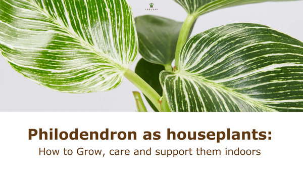 Philodendron as houseplants: How to Grow, care and support them indoor