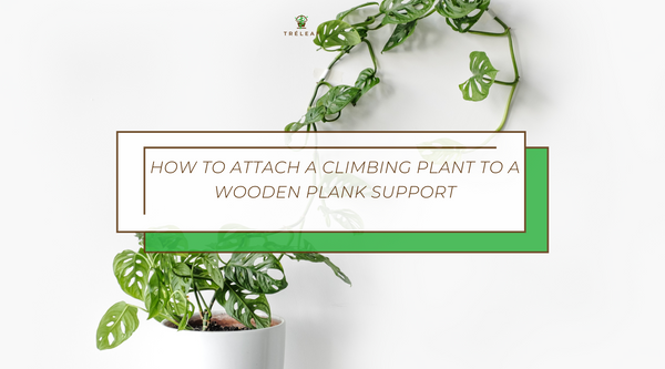How to attach a climbing plant to a wooden plank support