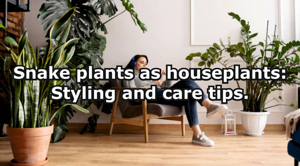Snake plants as houseplants: How to care for a snake plant and styling tips
