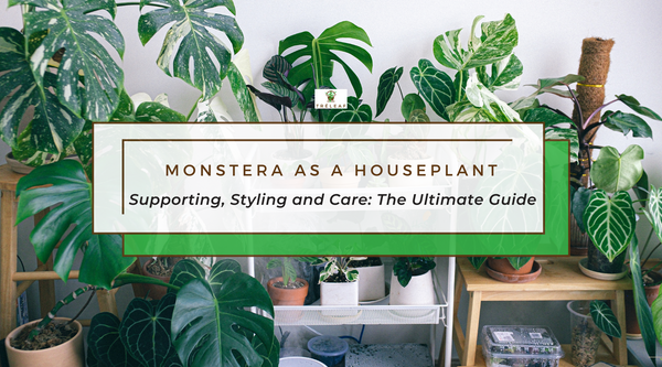Monstera as a houseplant, the ultimate guide to supporting, styling and care 