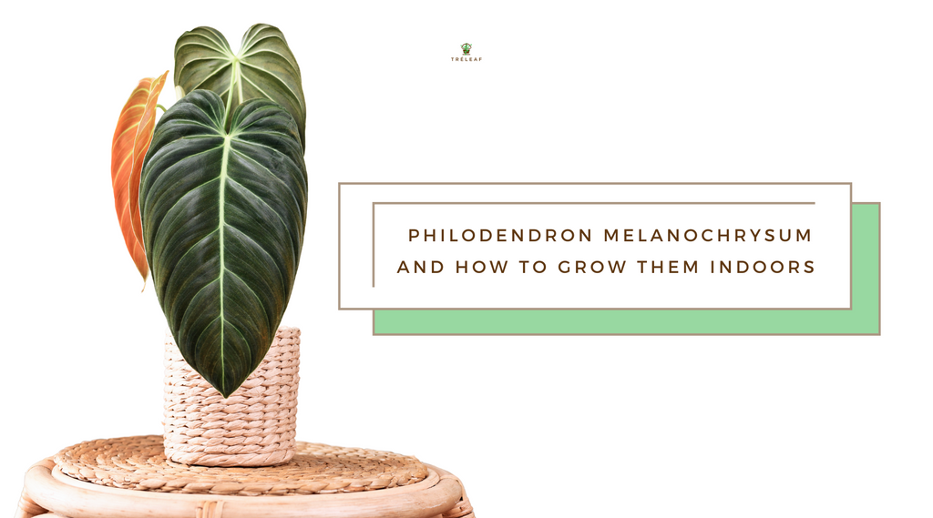 philodendron tortum pflege Philodendron Tortum – Foliage Dreams main image 1