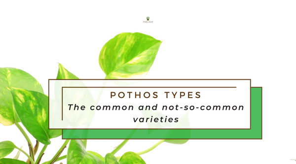 Pothos Types: The common and not so common varieties