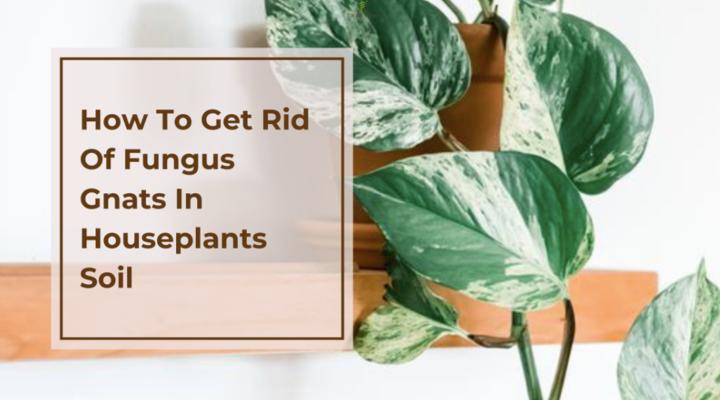 How To Get Rid Of Fungus Gnats In Houseplants Soil