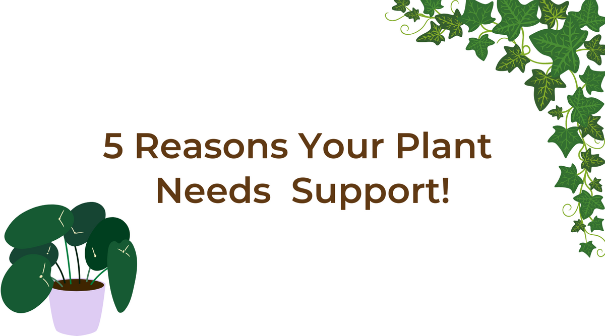 Infographic on why your plant needs a moss pole
