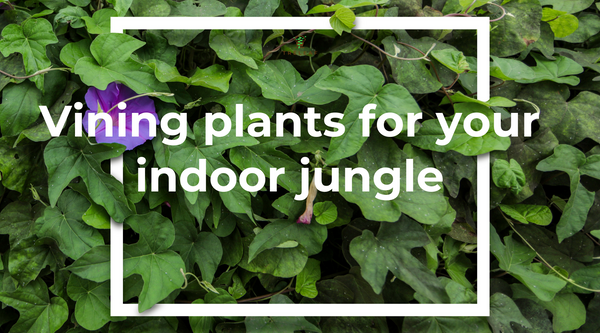 Vining plants for your indoor jungle