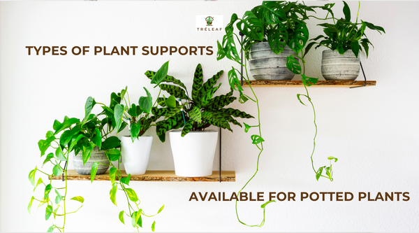 Types of plant supports available for potted plants