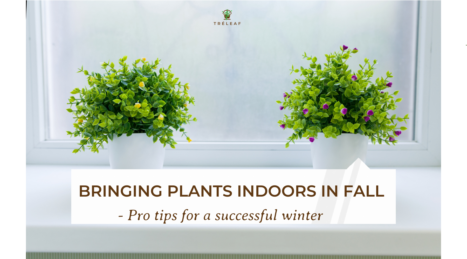Treleaf_Blog_Post_Header_9a6ff973-1952-4fde-b030-bc7b4b1074ff.png?v ...