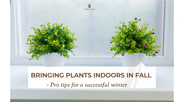 Bringing plants indoors for fall - Pro tips for a successful winter