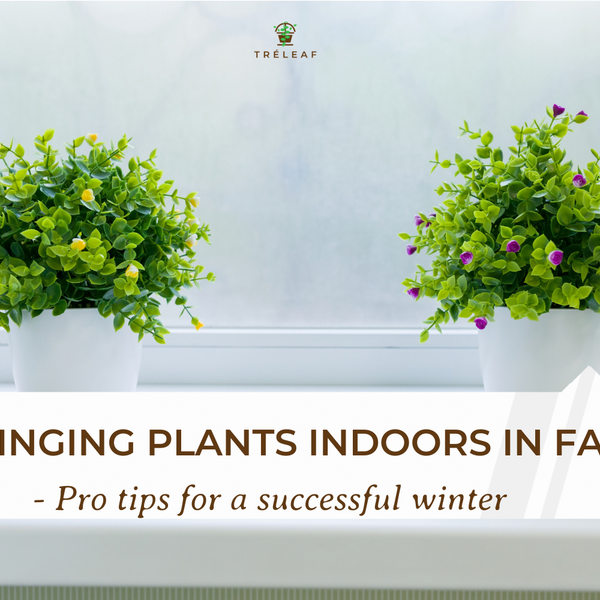 indoor plant kit KiiZYs