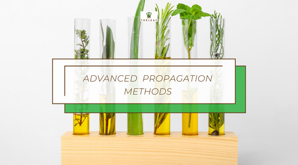 Advanced propagation methods for house plants
