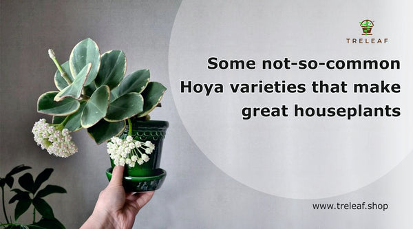 Some not-so-common Hoya varieties that make great houseplants