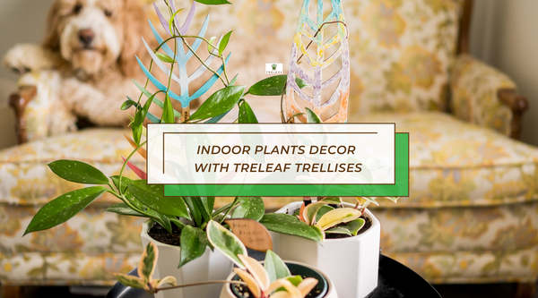 Indoor Plants Decor with Treleaf Trellises