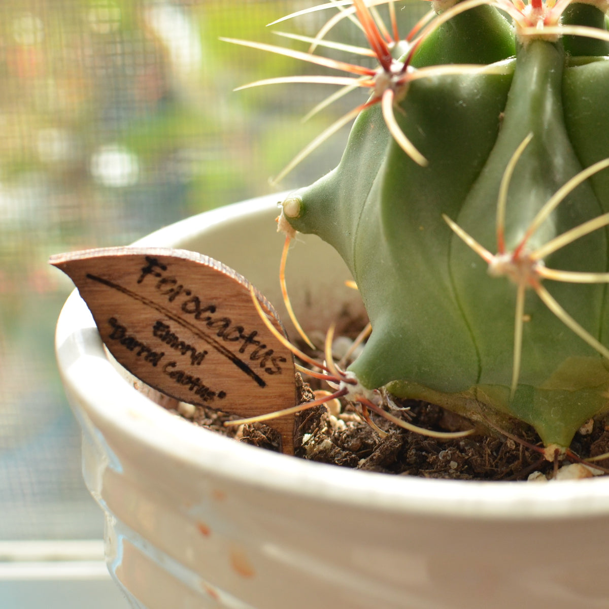 Stylish Accessories for Houseplants