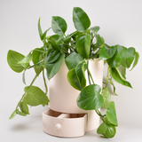 Classic 11" Drain Drawer Pot
