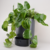 Classic 11" Drain Drawer Pot