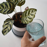 Instant Plant Food Tablets – 2 Pouches (4 Tablets per Pouch) - Plant Fertilizer for HOUSEPLANTS